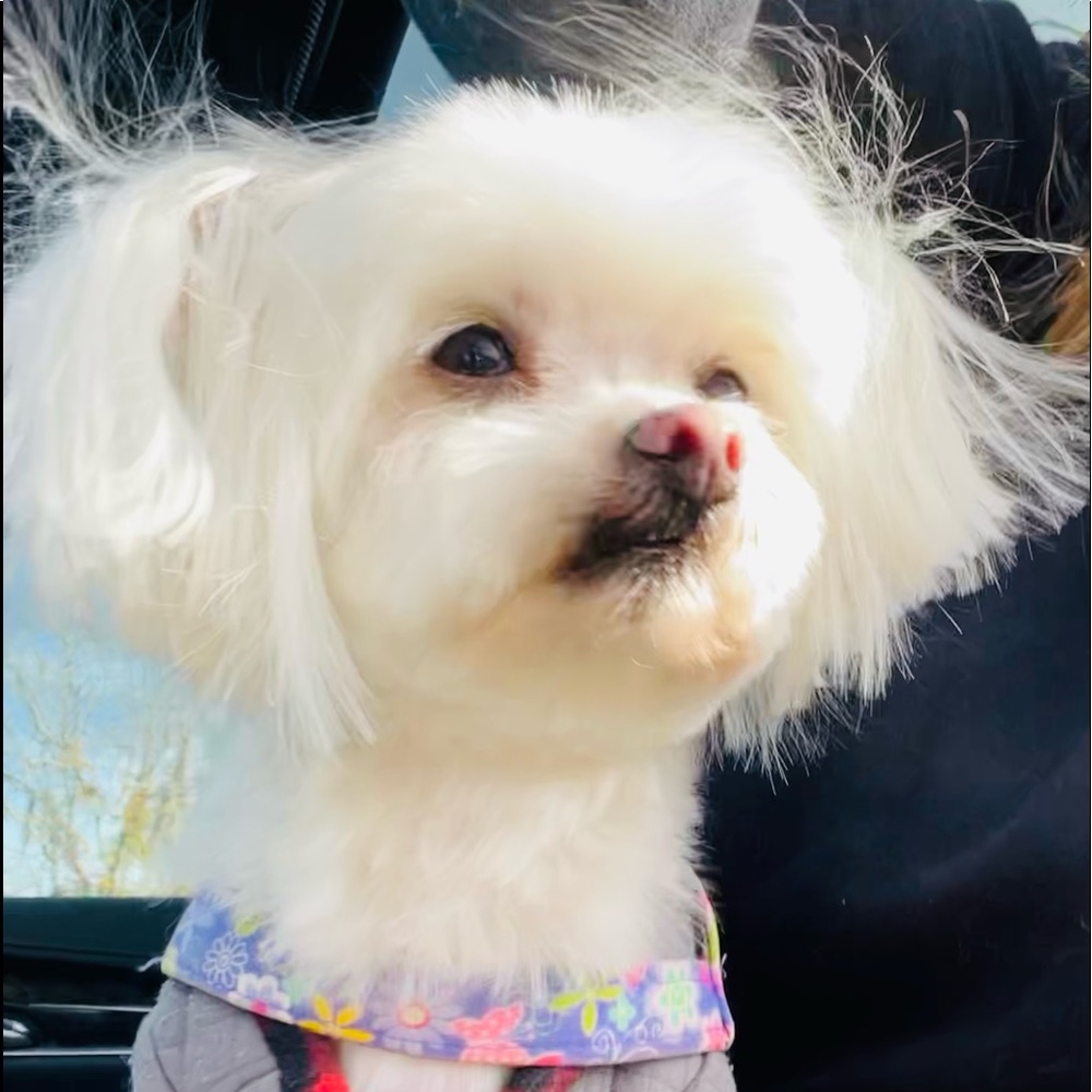 Meet your Posher, Candace